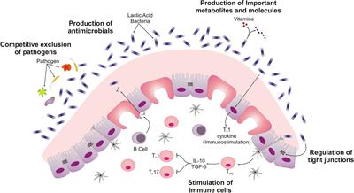 Mechanistic Insights Into Probiotic Properties of Lactic Acid Bacteria Associated With Ethnic Fermented Dairy Products